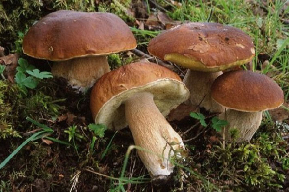 Funghi su prato